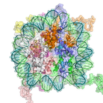 Epigenetics and the Treadmill Desker Epigenetics