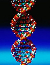 DNA Strand