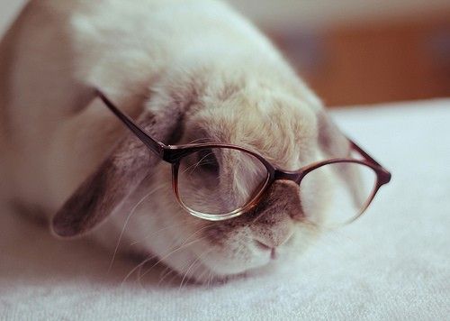 Rabbit wearing bifocals