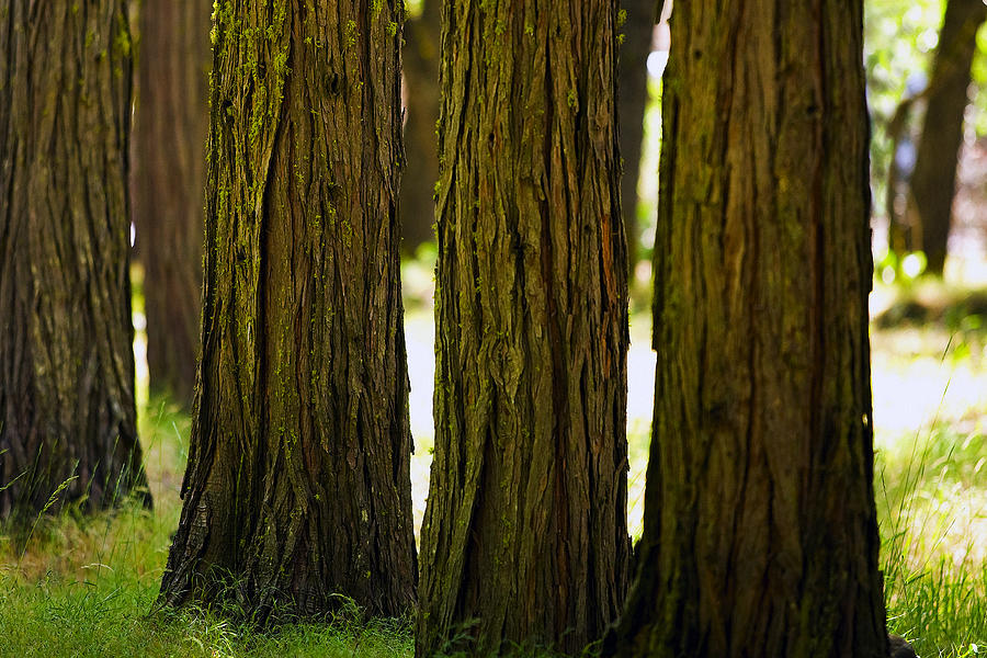 natual wood tabletops - trees